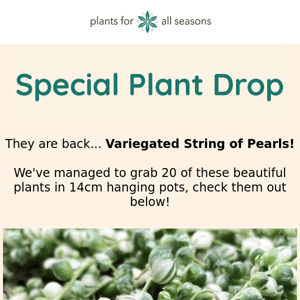 🌿 SPECIAL PLANT DROP - Variegated String of Pearls