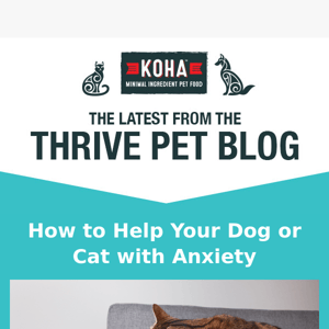 Help Your Dog or Cat with Anxiety