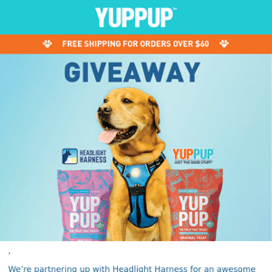 Yup Pup x Headlight Harness Giveaway🛍️