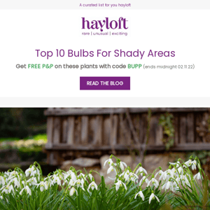 Top 10 Bulbs For Shady Areas ☁