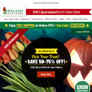 FREE AMARYLLIS 🎅 With Orders $35+! - Holland Bulb Farms