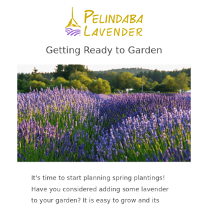 How to plan your lavender garden