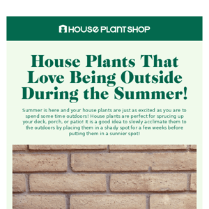 It's summer! Time to move your house plants outdoors!