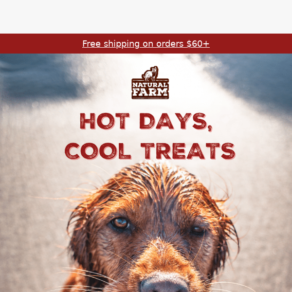 New dog-approved summer menu dropped!