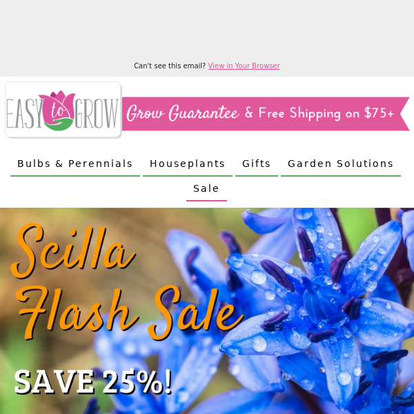 Flash Sale: Get 25% Off on Photogenic Scilla Bulbs Today! 🌷