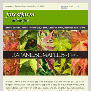 Japanese Maples - Part 2