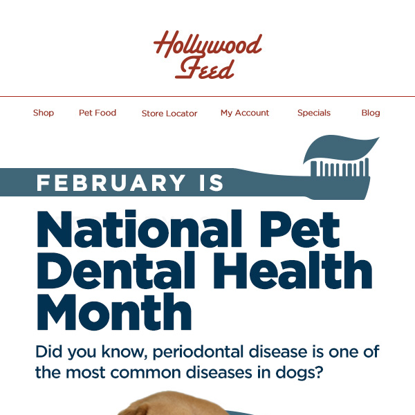 February is National Pet Dental Health Month! 🦷🪥