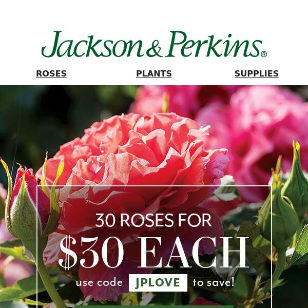 YES! 30 Roses for $30 Each 💖 Code JPLOVE