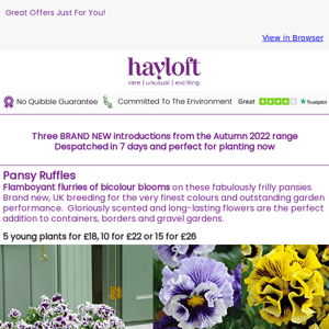 NEW - Pansy, Bellis and Polyanthus for Autumn 2022