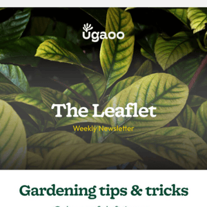 See What Each Leaf Color Says About Your Plant