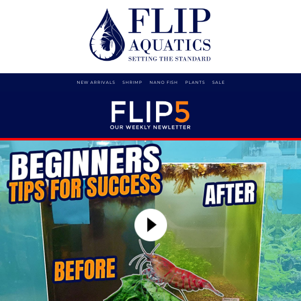 FLIP 5 : Tips for Cleaning Freshwater Shrimp Tanks & Carpeting Plants to Up Your Aquascape Game!