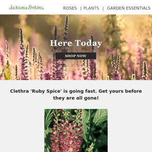 Low Inventory Alert: Clethra 'Ruby Spice'