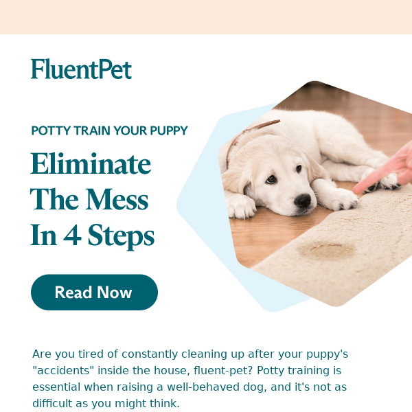 Eliminate the Mess: Potty Train Your Puppy in 4 Steps