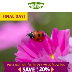 Final Day! Pollinator-Friendly Wildflowers Up To 20% Off