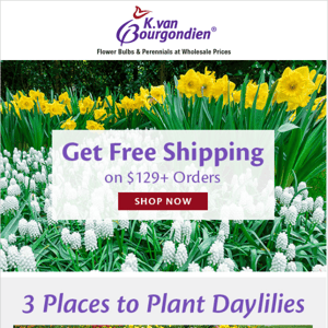 📷 Photo contest! | Daylilies | Free shipping offer