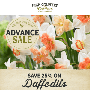 60 Days Of Daffodils