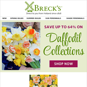 Daffodil Deals: Save up to 64%