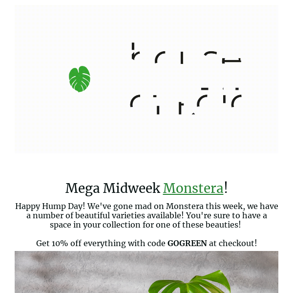Mega Midweek Monstera! 😱