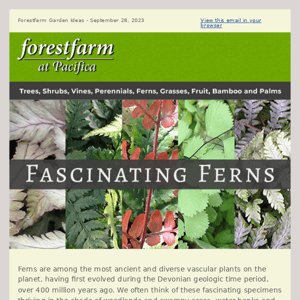 Fascinating Ferns 🌿