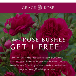 Our Rose Bush Sale is Ending!