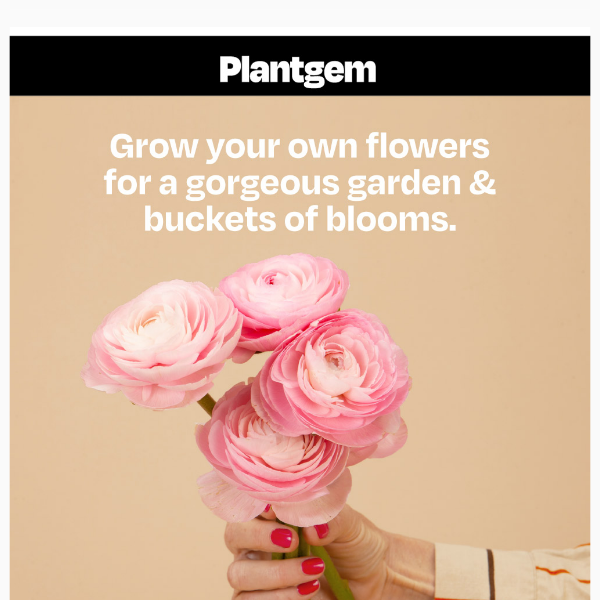 Try Planting Ranunculus This Year?