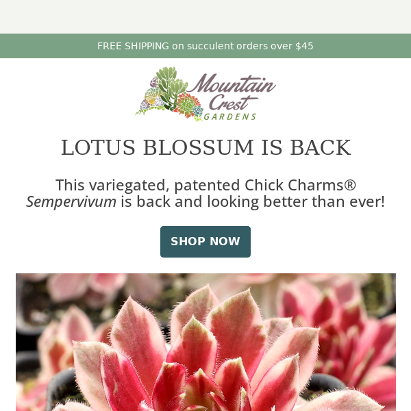 Lotus Blossum is BACK! 🌸