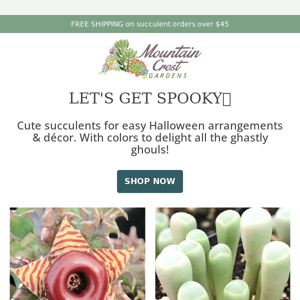 Halloween Special: Rare Succulents + FREE Lithops👻