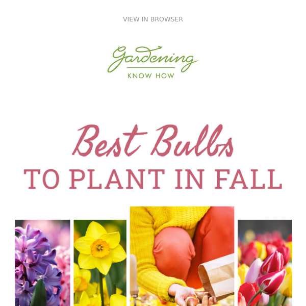 Best Bulbs To Plant In Fall