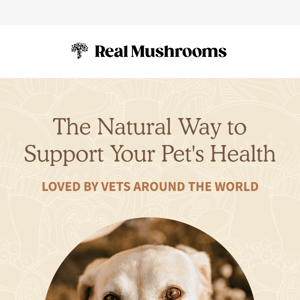 The Natural Way To Support Pet Health