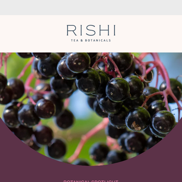 Botanical Spotlight: Elderberry