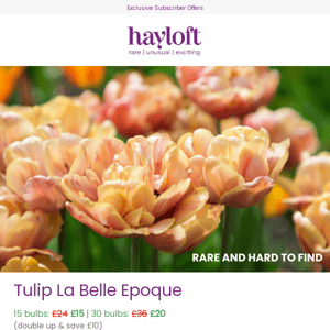 🌷 Rare & Hard To Find - Tulip La Belle Epoque