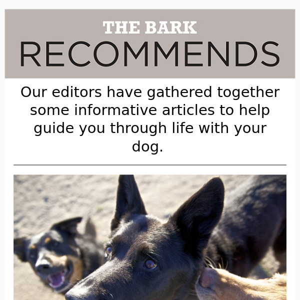 Bark Recommends: 10 Things I Wish I’d Known About Dogs