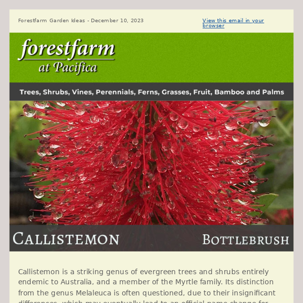 Charismatic Callistemon