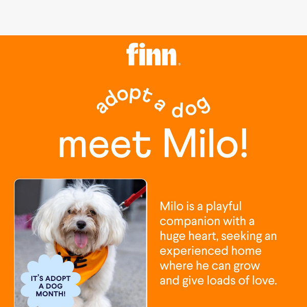 Milo needs your help! Support shelter pups this Adopt a Dog Month🧡