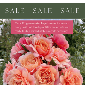 Final Sale on Beautiful Bare Root Roses