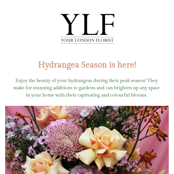 Hydrangea Season Is Here! 💐🌸🌼