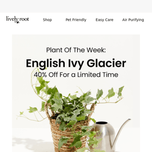 40% Off English Ivy Glacier 🌱