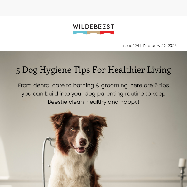 5 Dog Parenting Tips on Hygiene 🐶