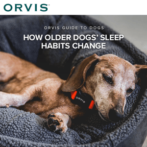 How to navigate your senior dog's sleep habits