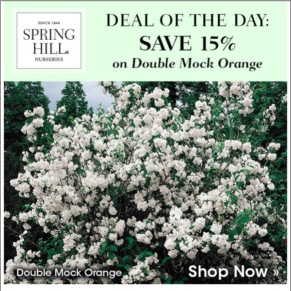 Deal of the Day: Save 15% on Double Mock Orange