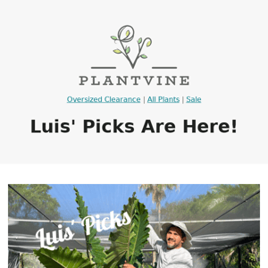 Luis' Picks Are Here! Oversized Clearance Plants from PlantVine