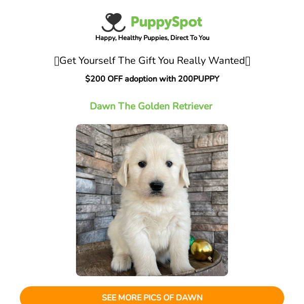 Puppyspot clearance golden retriever