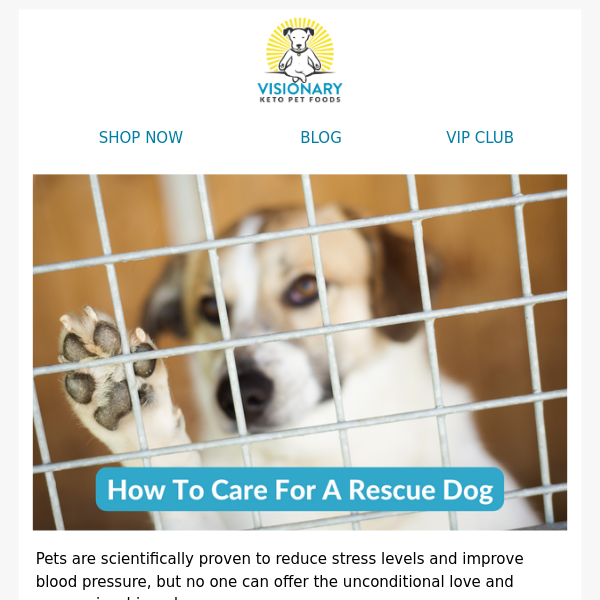 Create happiness for your new rescue dog