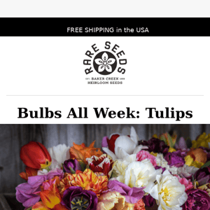 Create a blooming garden with our tulip bulbs before they're all gone!