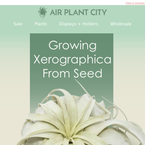 Learn how Xerographica is grown from seed!