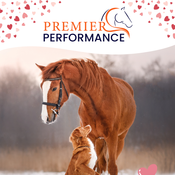 A Valentine's Day gift just for YOU (and your horse!)