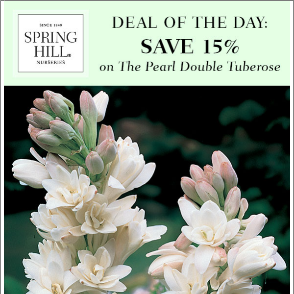 Deal of the Day: Save 15% on The Pearl Double Tuberose + Always-Free Shipping