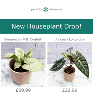 🌿 New Houseplant Drop 🌿