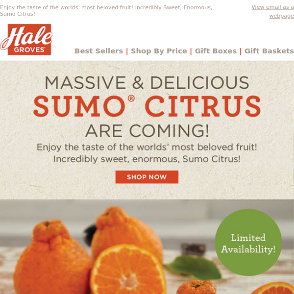 🍊 Massive & Delicious Sumo Citrus Are Coming! 🍊