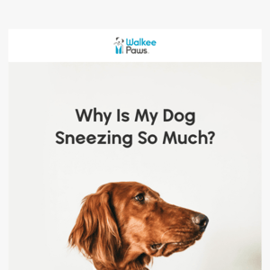 Why Is My Dog Sneezing So Much?